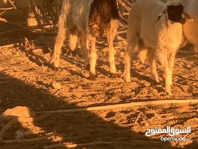 2 خرفان 2 فطايم