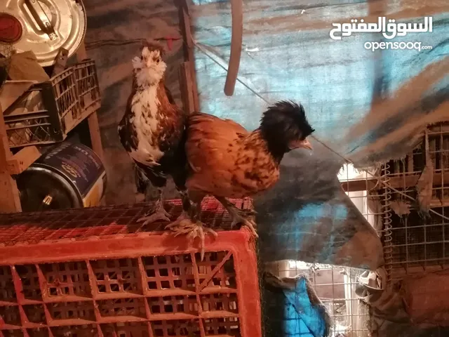 دجاج بالوني