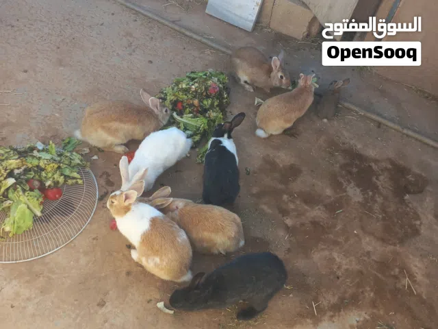 بسم الله ماشاء الله  ارانب معاشير