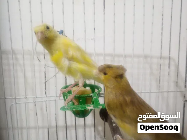 جوز كنار جاهزات
