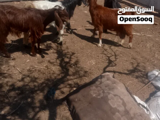 ماعز للبيع
