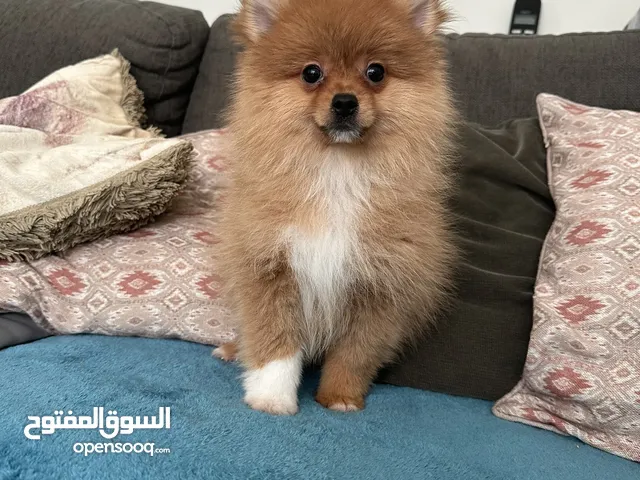 Amazing puppy lovely and adorable color