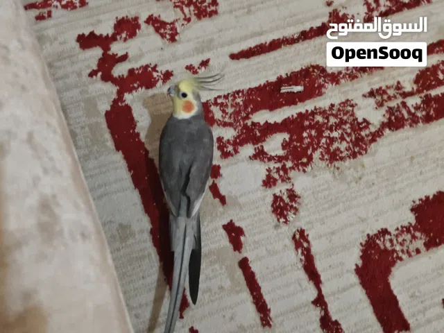 ذكر الكوكاتيل