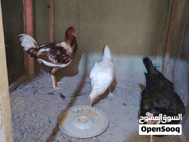 دجاج عرب اصلي