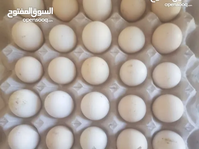 بيض عماني فرنسي مخصب للتفقيس