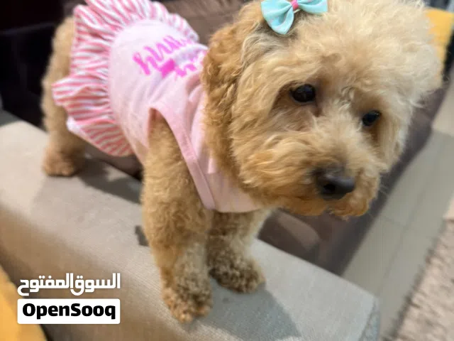 Cute puppy poodle  So playful  Toilet trained using pads and outside the house as well