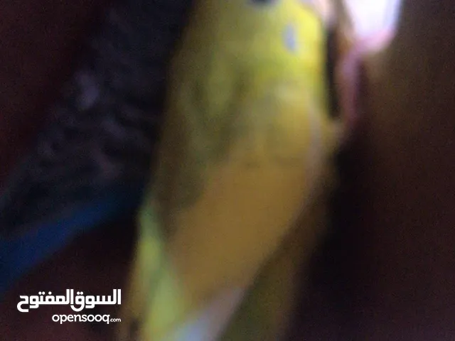 كوبية بقلينو رب يبارك السعر 90وبعدين ساهل تحته 4تحيت او تبديل بي فرخ كوكتيل