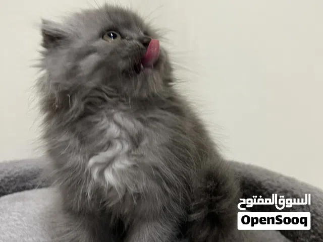 ذكر سكوتش فولد عمره شهرين لاعوب جدا يحب ياكل ما يشبع خالي من الامراض شامل اكله لمدت اسبوع