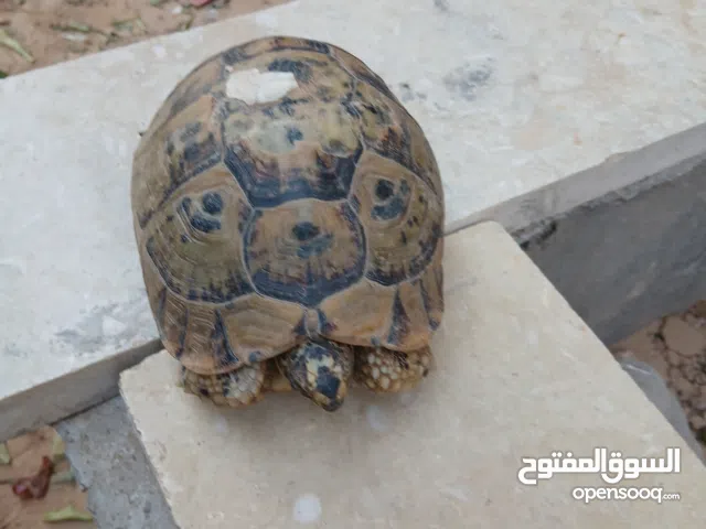 سلحفاة بريه العمر سنتان