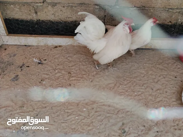 محلق ابيض بلتم نخب اول