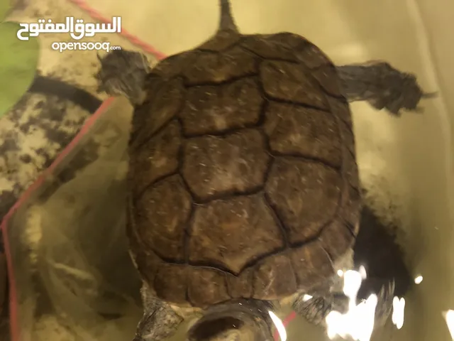 سلاحف مأئيه حجم كبير امهات