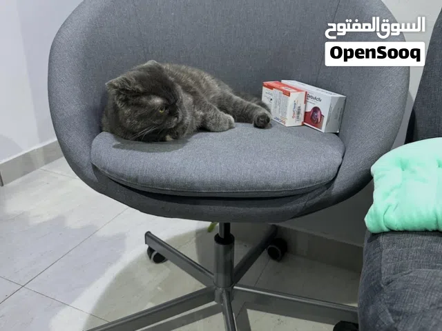 Ikea Office Chair
