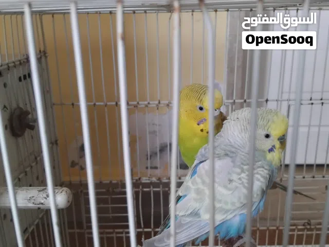 طيور البادجي