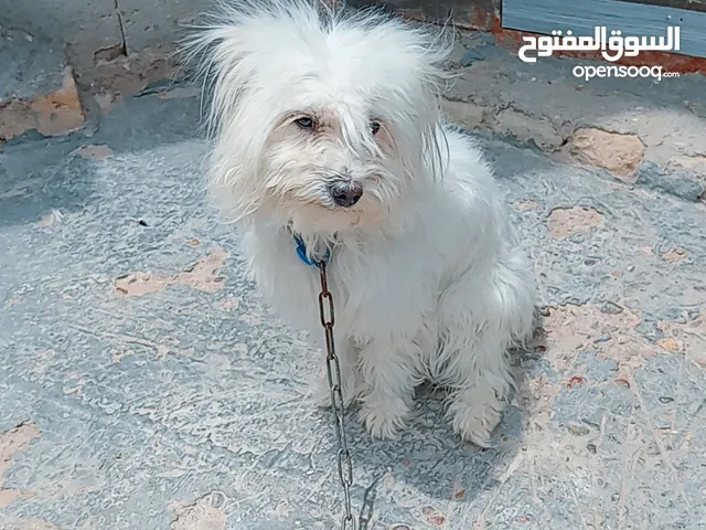 كلب تيرير عمرها سنة مكان بغداد