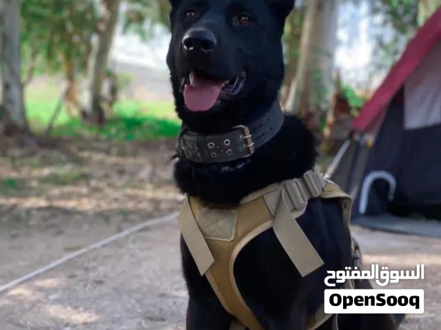 كلب جيرمن بلاك للبيع بداعي الانشغال والسفر