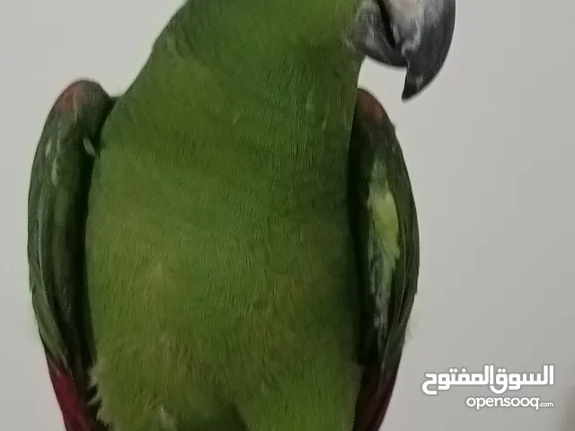 ببغاء يلوكراون مميز ، تفريخ مصري ، عمر سنه ، عين لون بني ، السعر 57 الف ، بدايه كلام ،