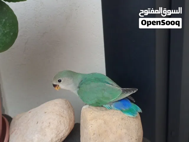 4ببغاء روز مروضات فل ربي يبارك سعر الطرف 160د