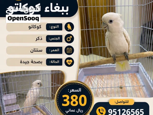 ببغاء كوكاتو