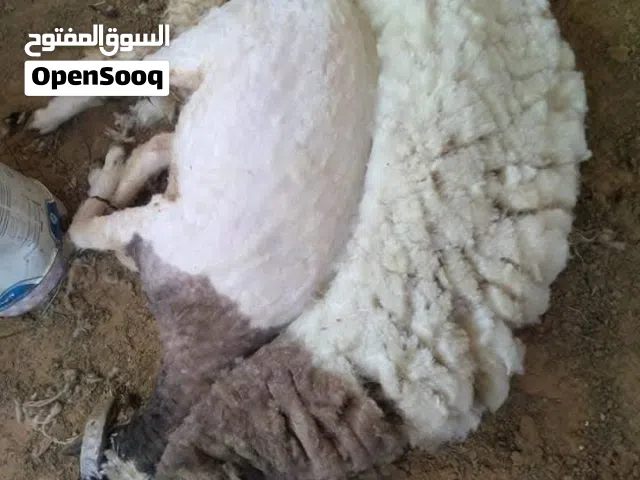 جز أغنام / طرابلس