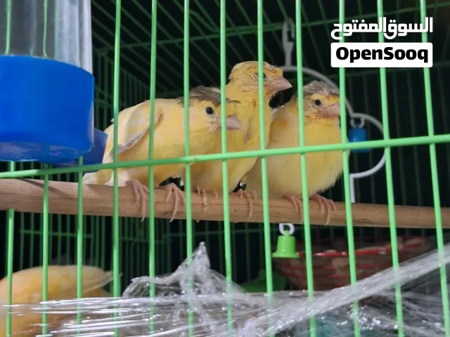 فراخ كناري عمر ثلاث شهور بصحة ممتازة