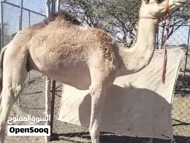 للبيع جعود حج سمين