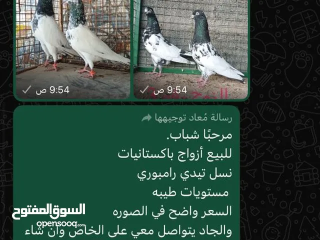 بيع حمام باكستاني