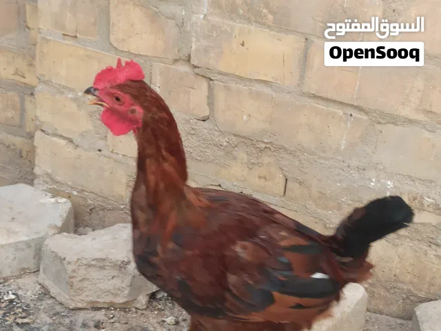 دجاج عرب عراقي اصلي عمر 7 اشهر فول نشاط  سعر الواحد أبيع الكل شلع