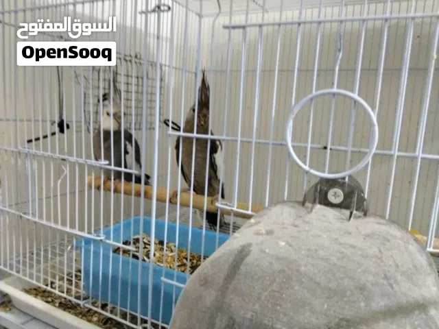 زوج كوتيل منتج للبيع