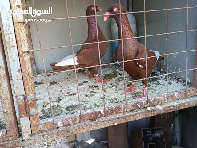 مسويد سلافر الماني