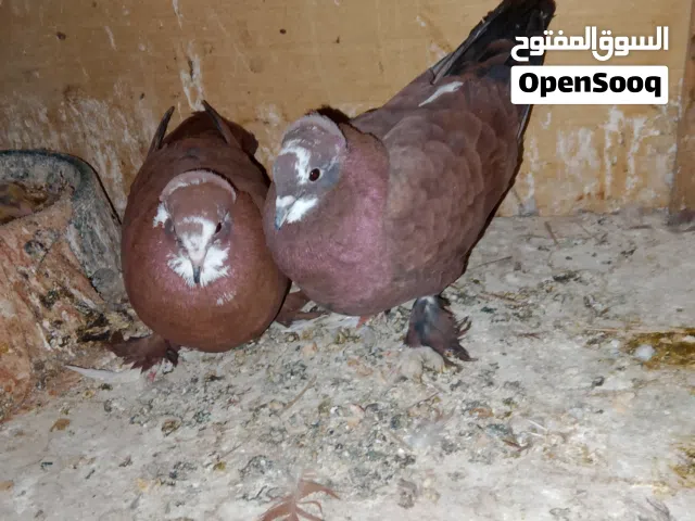 حمام بغدادي وياهن افراخهن