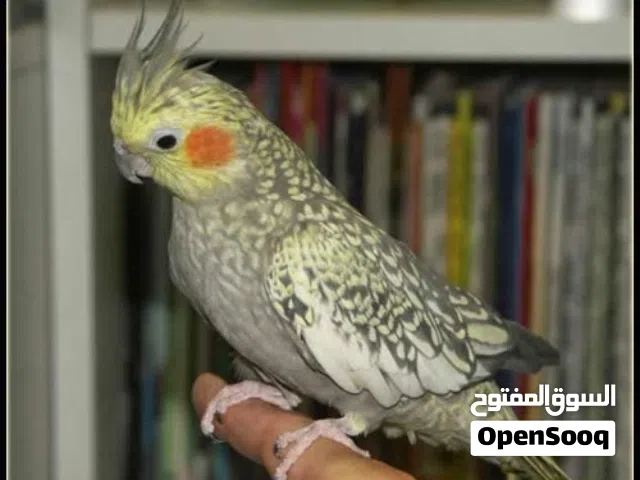 ببغاء كوكتيل متكلم راقص اليف لعوب طفرة ازابيلا عمر صغير تابع الوصف