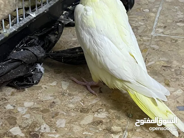 4 حبات كوكتيل للي بده يروض بالصلاة على النبي صحه ونضافه اذكر الله وصلي على النبي