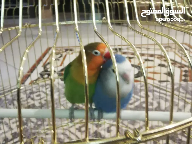 طيور للبيع نظيفة مع القفص