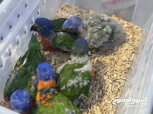 للبيع فروخ ببغاوات مختلفه