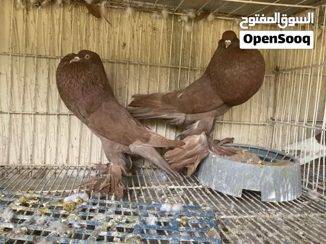 كوبيا لون ع الاحمر مصوقرة بإذن الله موصفات ماشاء الله