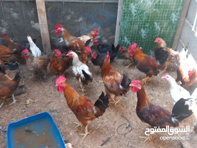 ديوك للبيع