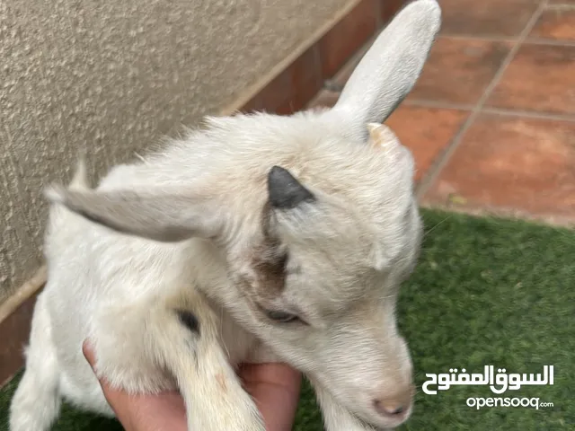ماعز نيجيري قزم