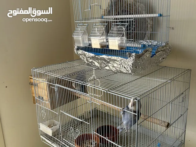 للبيع جوز طيور روز