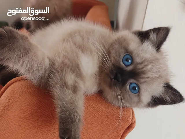 قطتين سيامي صافي العمر شهرين افجلار