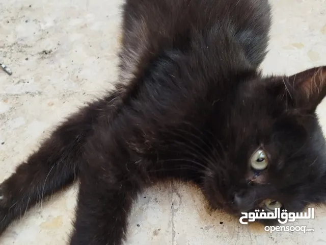 قطتين انثى للتبني نوع هاف هملايا مكس بين هملايا و بلدي للتبني
