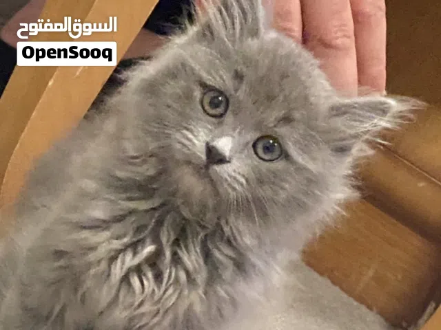 قط شانشيلا