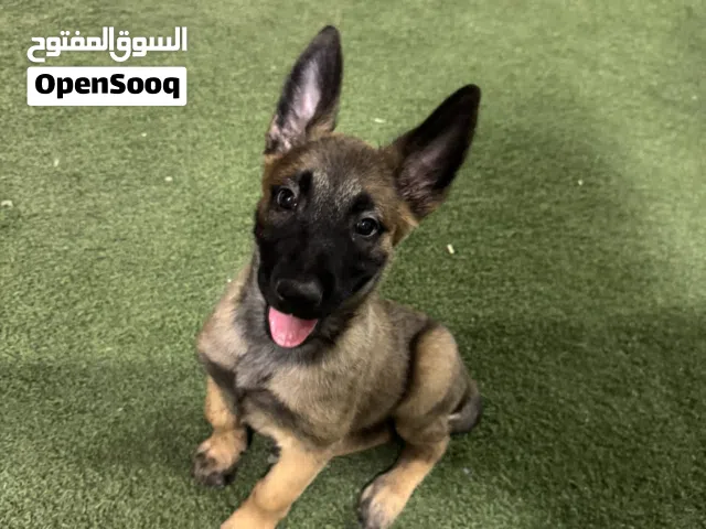 للبيع مالينو العمر شهرين