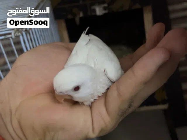 زوج روز +فرخ البينو