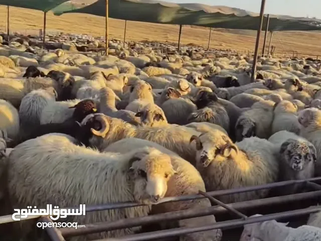 أضاحي العيد دخل المنزل ذبح بسعر مناسب