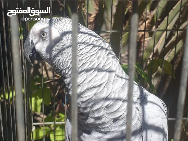 ببغاء كاسكو