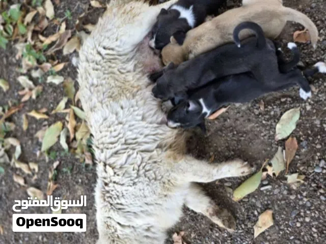 كلاب هجينه هاسكي ولولو فوكس وبيتبول هجين سلوقي