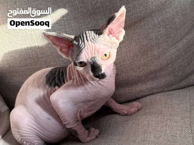 Canadian sphynx