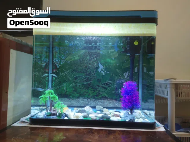 fish aquarium