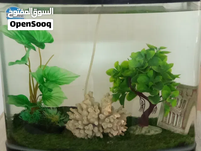 حوض سمك اجنبي مع اكسسوارته وبم