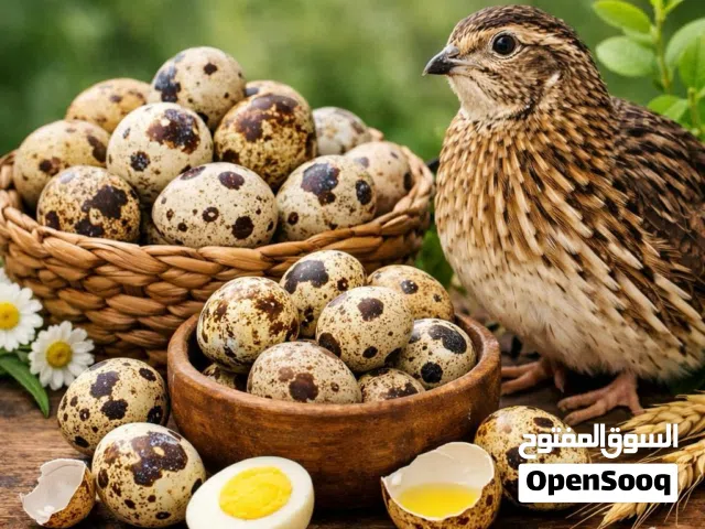 بيض سمان مخصب نسبة التخصيب عالية تجميع كل يوم مرتين ( الوصف مهم )